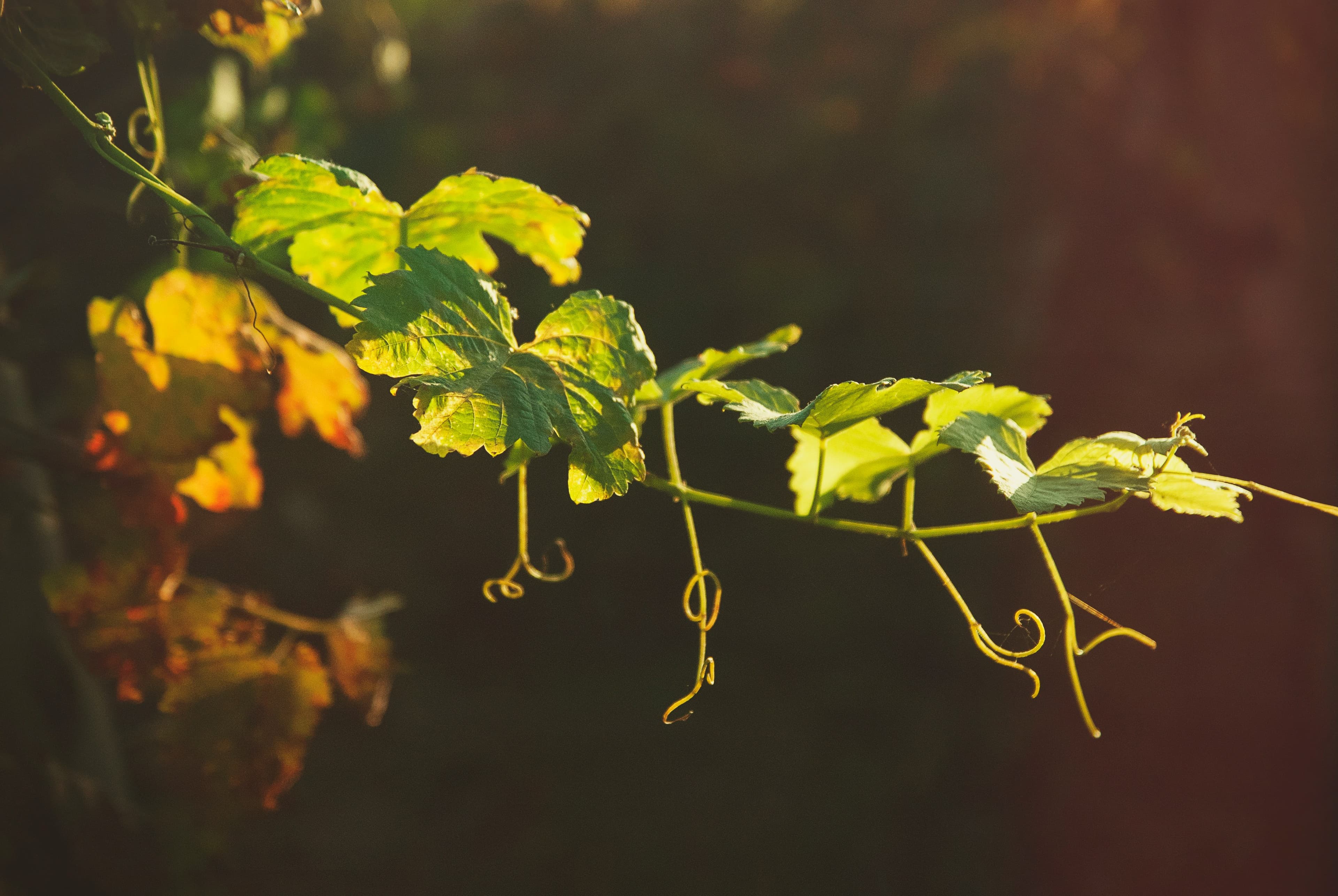 UK vineyard